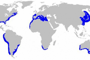 Gdzie żyje duży biały rekin? Gdzie żyje duży biały rekin?